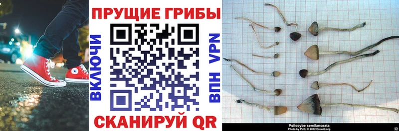 KRAKEN ССЫЛКА  наркошоп  Лиски  Псилоцибиновые грибы Psilocybe 